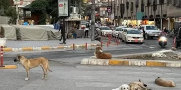 إحصائية مرعبة عن “هجمات الكلاب الضالة” في العراق
