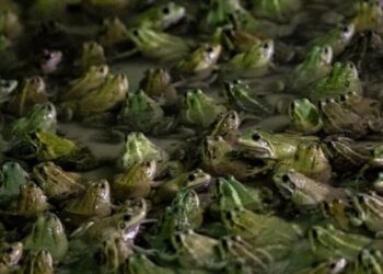 “أرجل الضفادع” تثير موجة غضب في فرنسا !؟