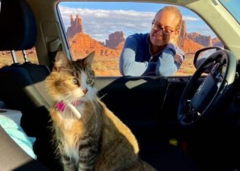 قطة في جولة سياحية تــزور 5 دول و45 ولاية أمريكية
