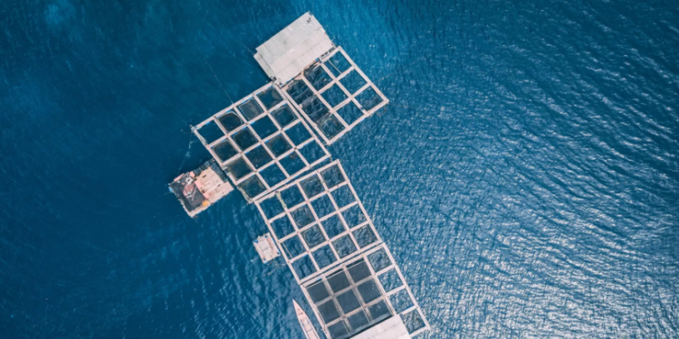 بالفيديو .. مشاهدة “أطنان من المخدرات” عائمة في عرض البحر