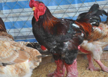 “دجاج التنين” قد يفوق سعره 2000 $ لايتواجد إلا في فيتنام