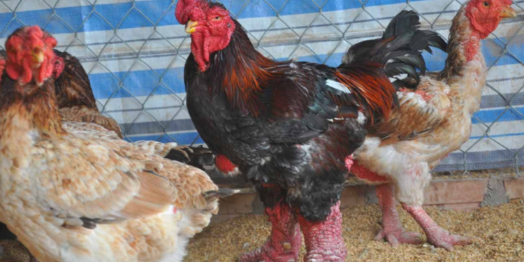 “دجاج التنين” قد يفوق سعره 2000 $ لايتواجد إلا في فيتنام