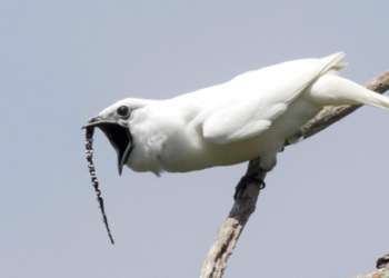 طائر الجرس الأبيض ,, سماعه عن قرب قد “يفقـــدك سمعك”