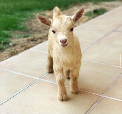 في المنازل السعودية “الماعز القزم” بديلاً أليفًا للكلاب والقطط