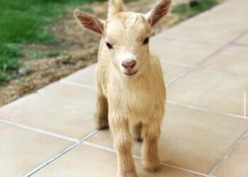 في المنازل السعودية “الماعز القزم” بديلاً أليفًا للكلاب والقطط