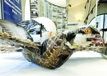 تحويل الطيور النافقة إلى طائرات مسيرة