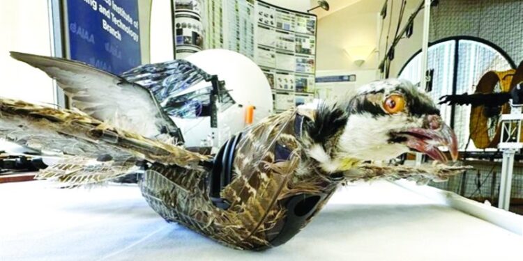 تحويل الطيور النافقة إلى طائرات مسيرة