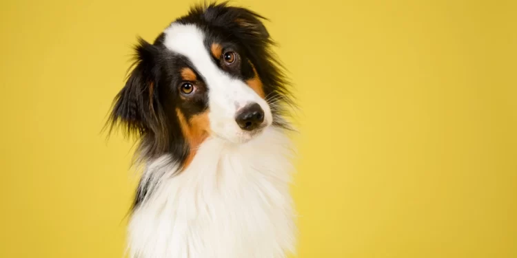 لماذا تميل الكلاب برؤوسها ؟