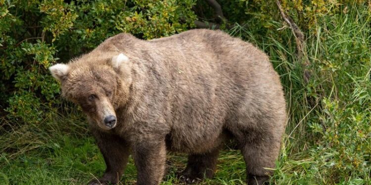 دب يقتـــل شابا أثناء ممارسة رياضة الجري