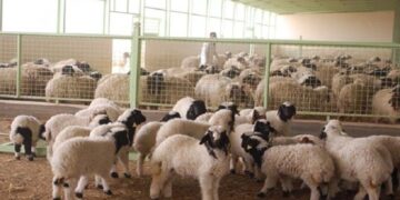 احصاء عدد رؤوس الثروة الحيوانية في العراق لعام 2022
