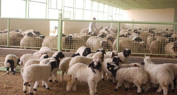 احصاء عدد رؤوس الثروة الحيوانية في العراق لعام 2022