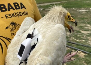 نسر يعود لتركيا بعد قطعه مسافة 32 ألف كيلومتر في السنة
