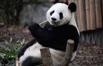 الباندا يايا تظهر “تراجـــع العلاقات بين الصين وأمريكا”