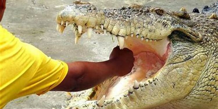 العثور على “بقايا طفل مفقود” في فــم تمساح بولاية فلوريدا