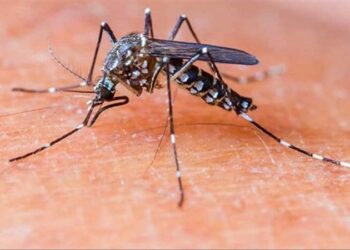 مصنع لـ(إنتاج الناموس) في البرازيل … “5 مليارات بعوضة سنويًّا”