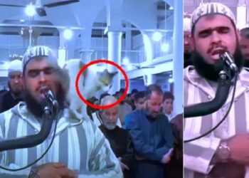 بالفيديو .. قطة تصعد فوق كتف الإمام أثناء قراءة القرآن في صلاة التراويح