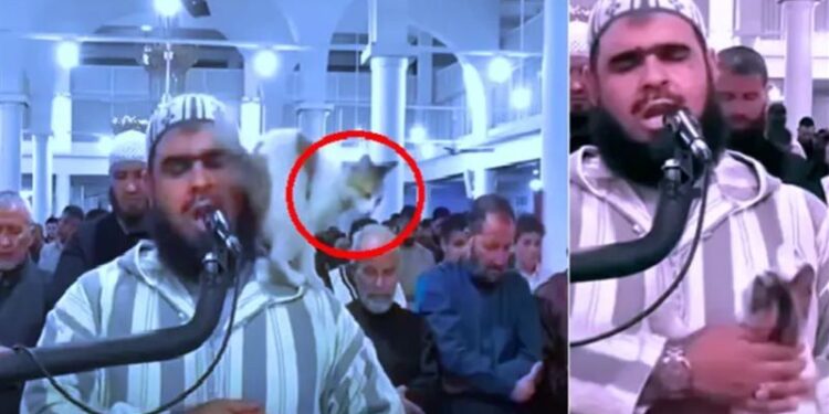 بالفيديو .. قطة تصعد فوق كتف الإمام أثناء قراءة القرآن في صلاة التراويح
