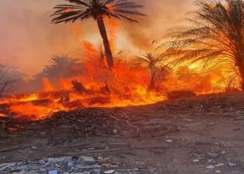 بابل .. حريق يلتهم مساحات واسعة من البساتين