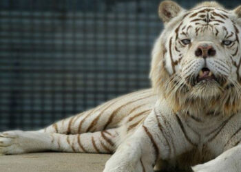 حقيقة (النمر كيني) الأبيض ,, هل هو مصاب بــ”متلازمة داون أم يعاني من تشوّهٍ خلقي” ؟