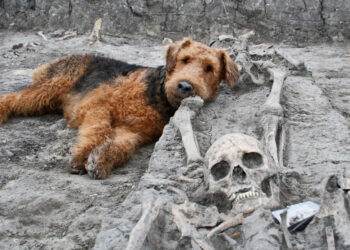 اكتشافات أثرية بفضل الكلاب