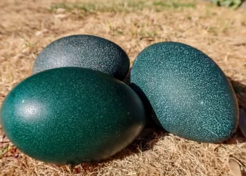 بيضة بـ 116 ألف $ وبيعت في مزاد علني … أغلى 4 أنواع من البيض في العالم