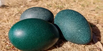 بيضة بـ 116 ألف $ وبيعت في مزاد علني … أغلى 4 أنواع من البيض في العالم