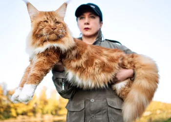 أنواع القطط وسلالاتها  ,,, بعضها تم استئناسها قبل أكثر من ألف عام