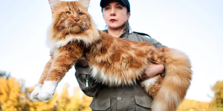 أنواع القطط وسلالاتها  ,,, بعضها تم استئناسها قبل أكثر من ألف عام