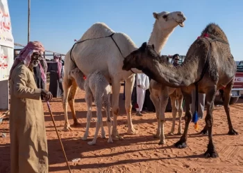 السعوديون يستثمرون في ” الإبل “.. يستنسخونها لتصبح بشفاه متدلية ورقاب طويلة