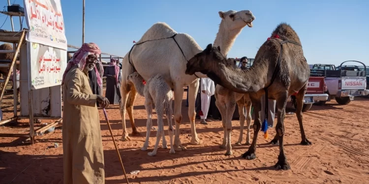 السعوديون يستثمرون في ” الإبل “.. يستنسخونها لتصبح بشفاه متدلية ورقاب طويلة