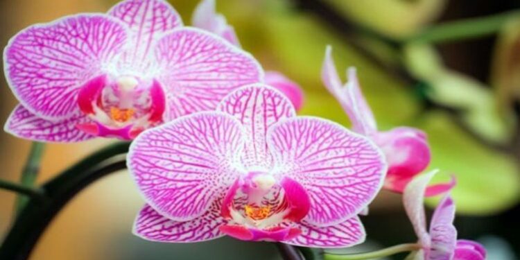 اكتشاف نوع نادر من “زهور الأوركيد” في التبت بالصين