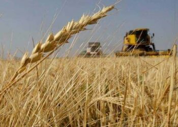 المثنى .. إنتاج وفير للحنطة ومطالبات بتسهيل إجراءات تسويق المحاصيل