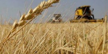 المثنى .. إنتاج وفير للحنطة ومطالبات بتسهيل إجراءات تسويق المحاصيل