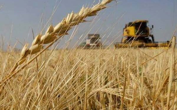 المثنى .. إنتاج وفير للحنطة ومطالبات بتسهيل إجراءات تسويق المحاصيل
