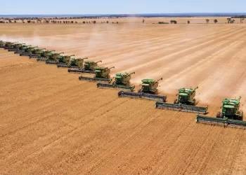 العراق اشترى (150 ألف طن من القمح الأسترالي) في مناقصة دولية