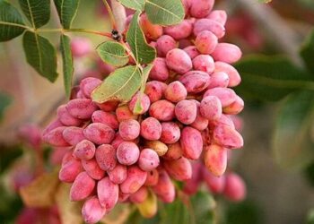 إيران تصدر الفستق الحلبي لأكثر من 55 دولة خلال عام