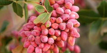 إيران تصدر الفستق الحلبي لأكثر من 55 دولة خلال عام