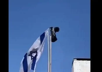 بالفيديو .. غراب ينتزع علم إسرائيل ويلقيه على الأرض