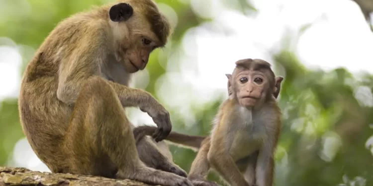 سريلانكا تستعين بــ”القرود” لتســديد ديونها