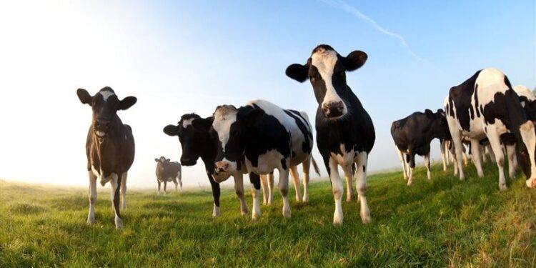 اميريكا .. الشرطة تشكر أبقار أرشدت الأمن عن مشتبه به