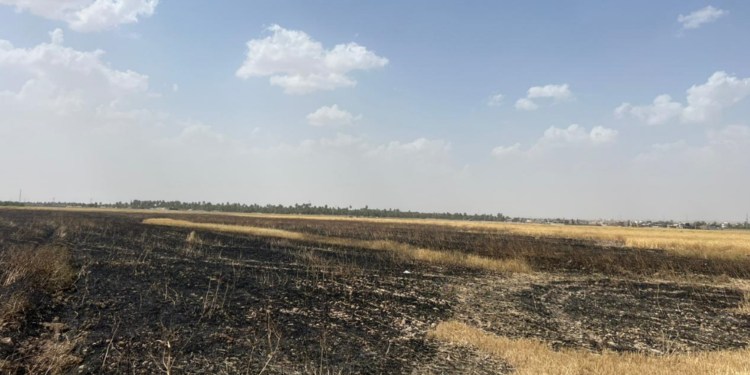 مندلي .. حرائق وسرقات تضرب حملة حصاد الحنطة