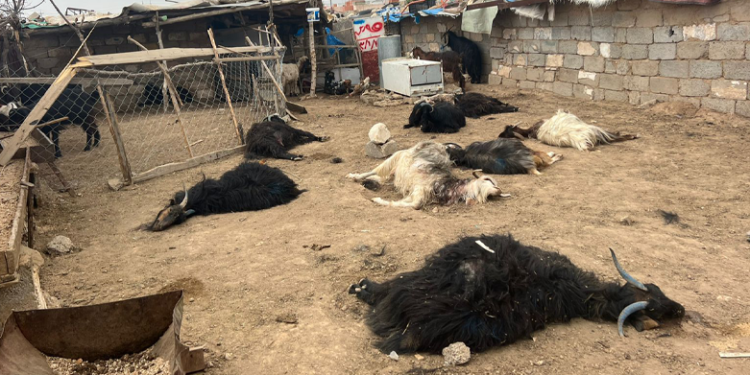اربيل .. كلاب سائبة ترتكب مجزرة بقطيع من الماشية