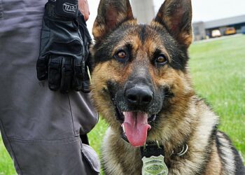 تخصيصات في موازنة 2023 لشراء كلاب بوليسية ’K9’