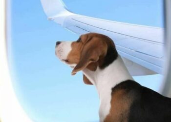 إطلاق أول خدمة خطوط طيران K9 Jets لنقـــل الحيوانات الأليفة