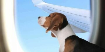 إطلاق أول خدمة خطوط طيران K9 Jets لنقـــل الحيوانات الأليفة