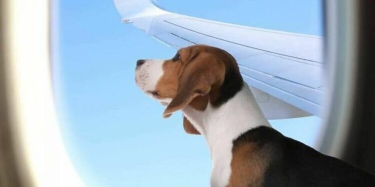 إطلاق أول خدمة خطوط طيران K9 Jets لنقـــل الحيوانات الأليفة