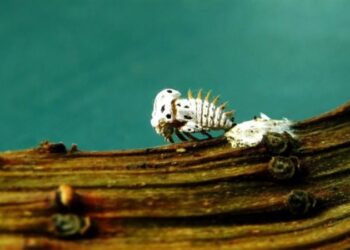 بكتيريا تهدد “60 مليون شجرة زيتون” في إيطاليا