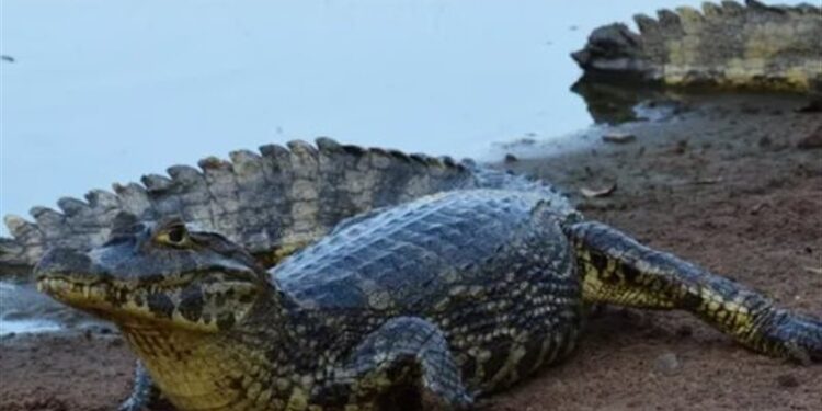 مجموعة من التماسيح تقــتل رجلا وتمزقه إلى أشلاء