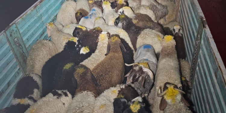 ضبط 4 مركبات محملة بالمواشي و”السكراب”