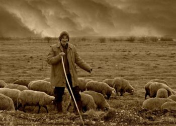 بين الإبل والغنم والراعي طبائع وخصال مشتركة